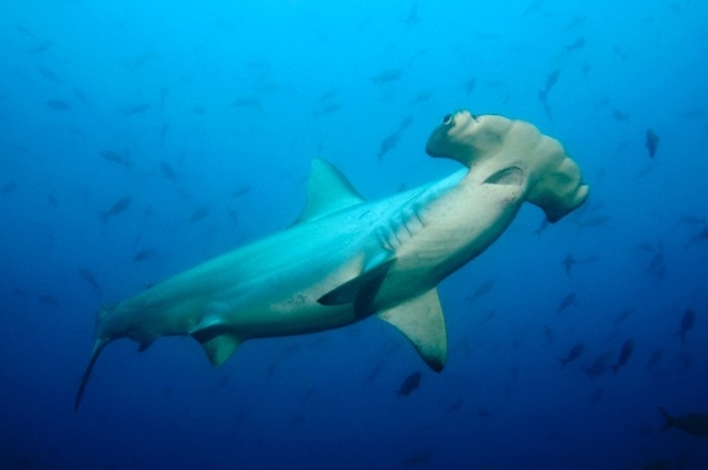 Galapagos Islands, Ecuador, Scalloped Hammerhead shark (Sphyrna lewini), close-up