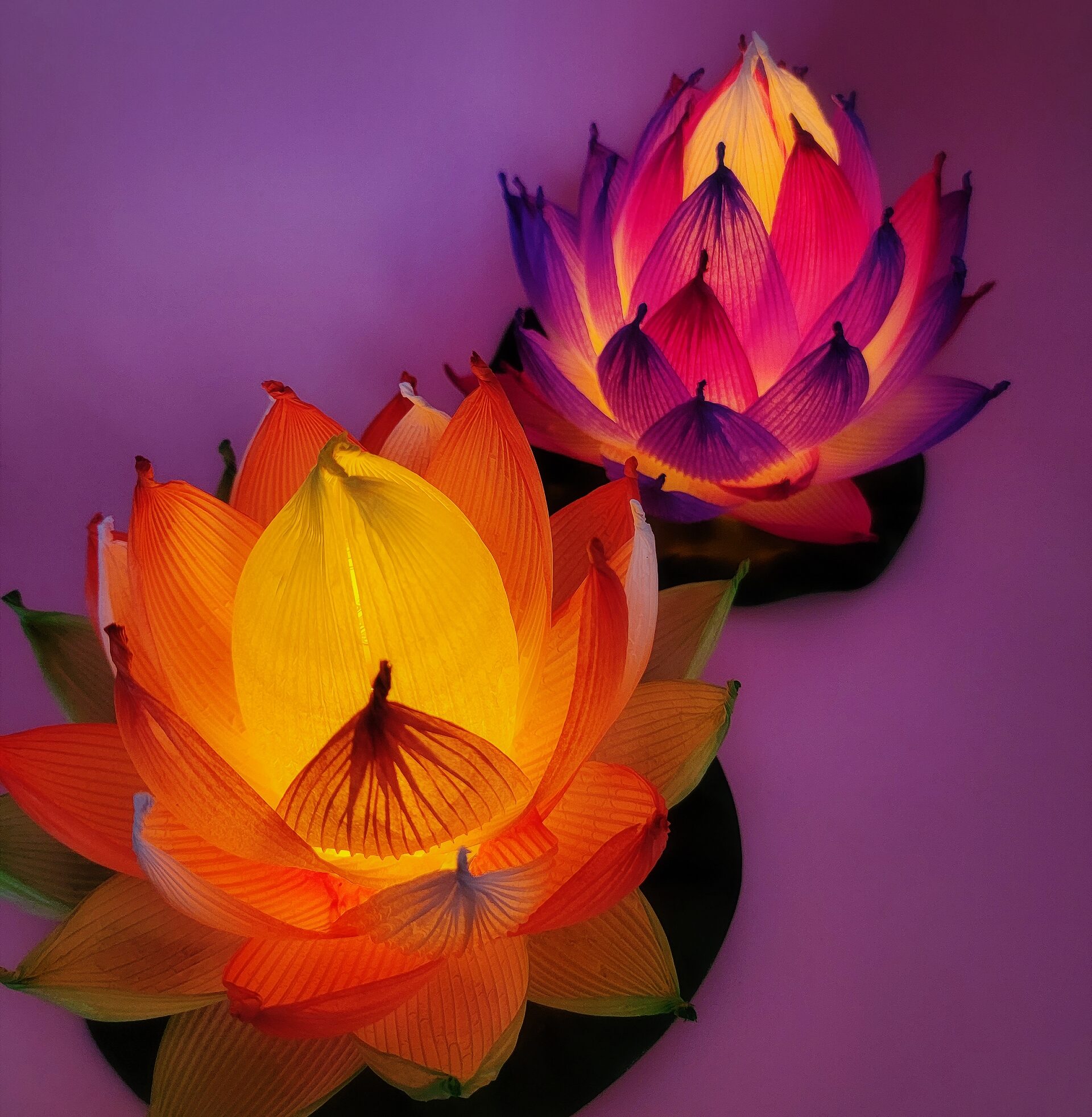 紙で作る蓮の花のロータスランプ 10 29 土 静岡朝日テレビカルチャー