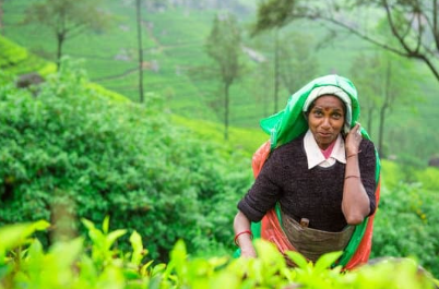 世界の紅茶　イメージ