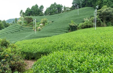 茶畑②